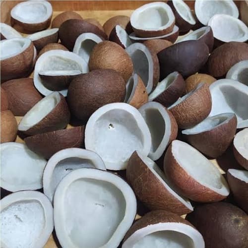 Coconut
